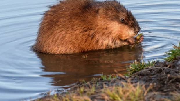muskrats-an-american-rodent-and-a-part-of-red-indian-beliefs