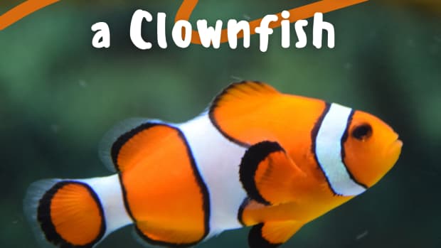 art-lesson-how-to-draw-a-clownfish