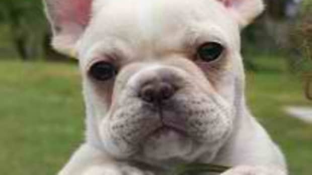 theres-nothing-quite-like-a-french-bulldog