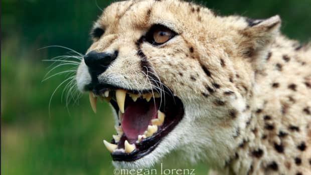 are-cheetahs-dangerous