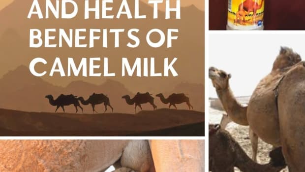 what-are-the-benefits-of-drinking-camel-milk