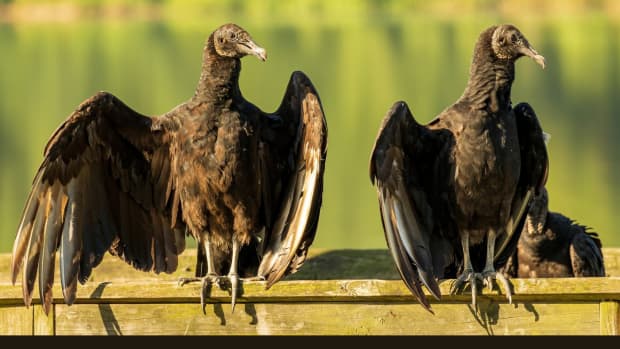 facts-about-black-vultures