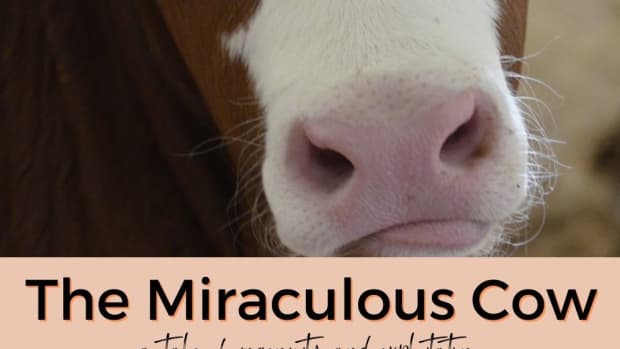 traditional-filipino-folk-tale-the-miraculous-cow