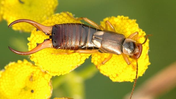 how-to-get-rid-of-earwigs-safely-and-naturally