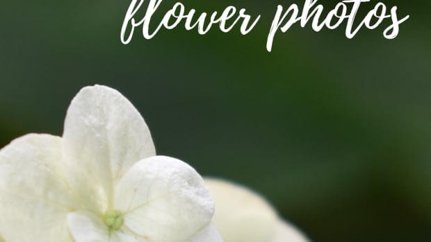 how-to-take-better-flower-pictures-tips-for-unique-high-quality-photography