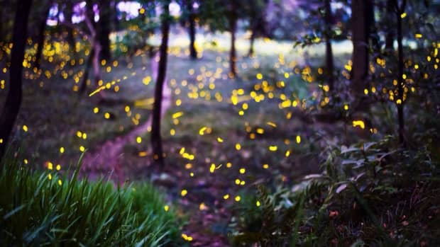 a-fated-meeting-in-a-secret-place-wildflowers-and-fireflies