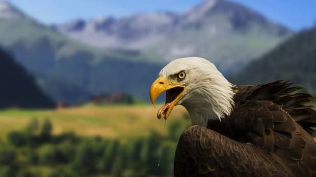 interesting-facts-about-eagles-you-could-not-know-before
