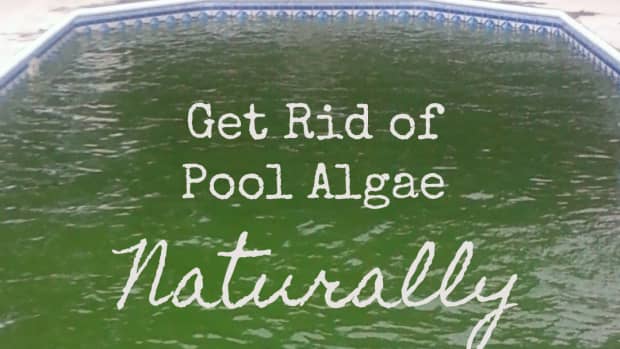 how-to-get-rid-of-algae-in-pool-without-chemicals-naturally