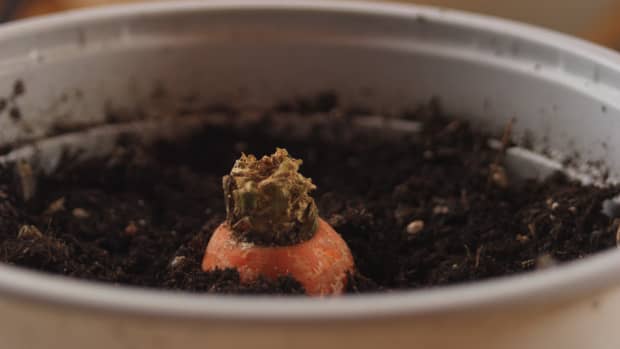 how-to-regrow-root-vegetables-from-scraps