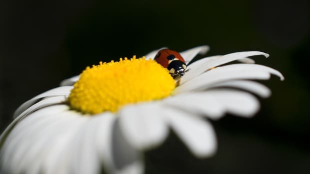 How to Control Aphids in Your Garden With Ladybugs and Soap - Dengarden