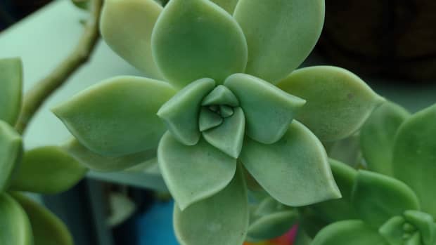 how-to-propagate-succulents-in-3-easy-steps