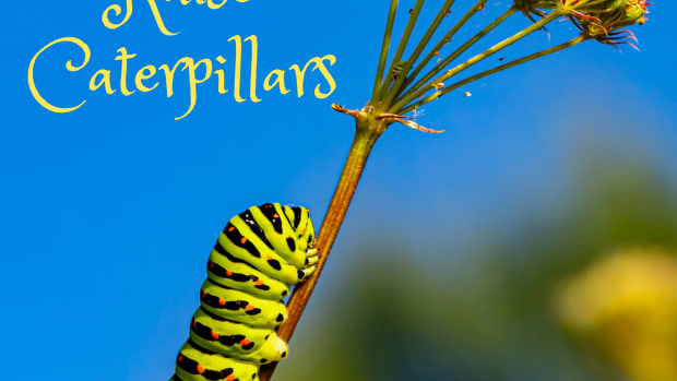 how-to-raise-a-caterpillar-into-a-butterfly-or-moth