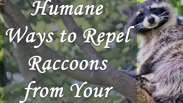 natural-and-humane-ways-to-repel-raccoons-from-your-garden