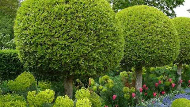 Gardening - HubPages