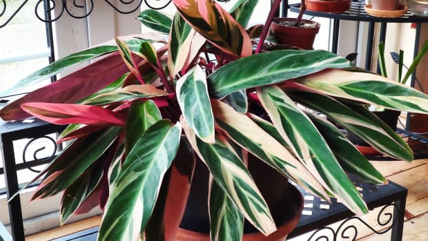 how-to-repot-stromanthe-also-known-as-a-prayer-plant