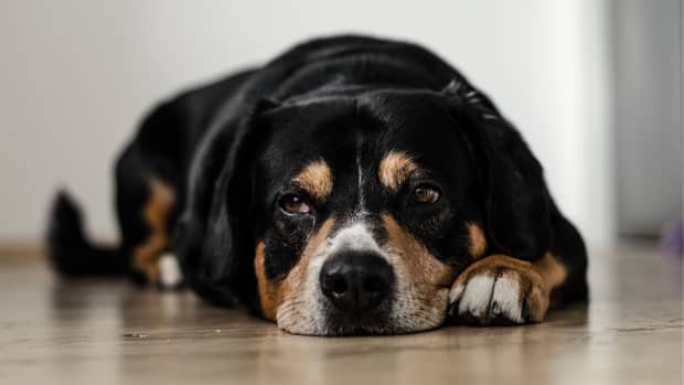 what-you-need-to-know-about-meningitis-in-dogs