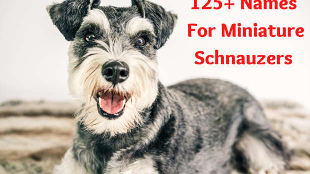 125-charming-names-for-miniature-schnauzers