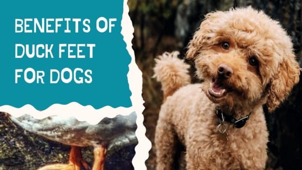 benefits-of-duck-feet-for-dogs
