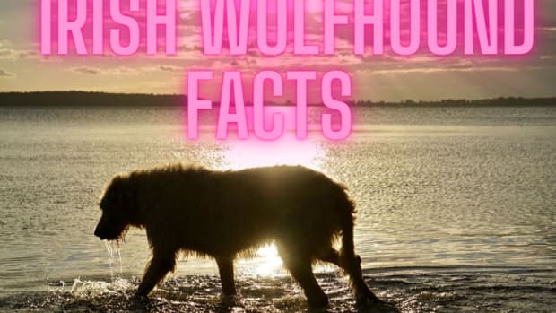 information-and-fun-facts-about-irish-wolfhounds