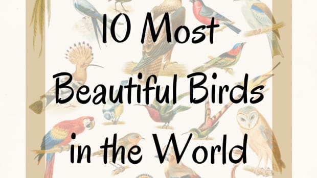 10-most-beautiful-birds-on-planet-earth