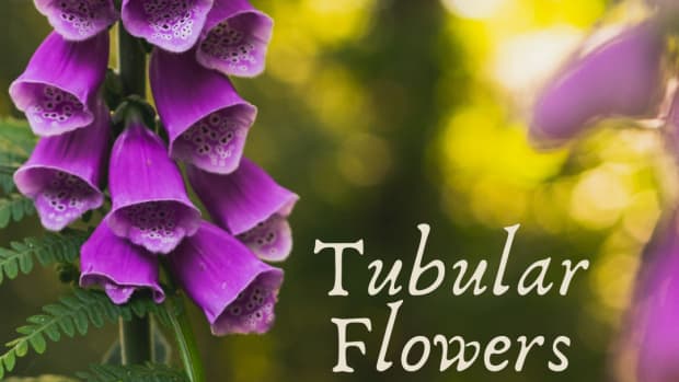 all-those-tubular-shaped-flowers