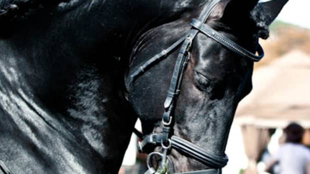 friesian-horses-history-and-beauty
