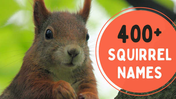 best-squirrel-names