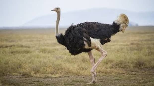 11-hilarious-facts-about-ostriches