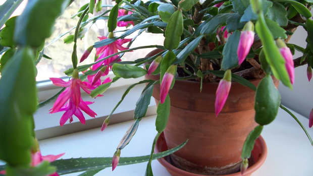 how-to-repot-a-christmas-cactus-and-thanksgiving-cactus