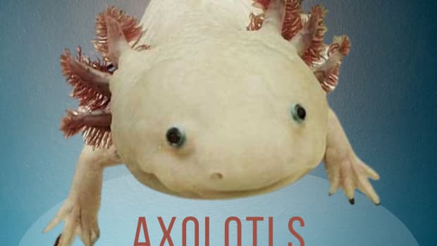 everything-axolotl