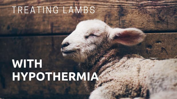 how-to-save-a-lamb-that-is-cold-chilled-or-has-hypothermia