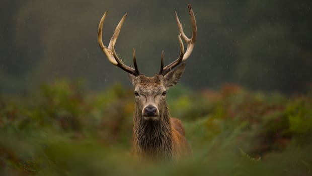 Red deer stag peeking out of tall grass
