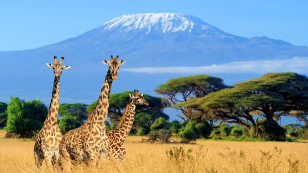 Three giraffes walk across the Kenyan savannah,  with Mt. Kilimanjaro in the background