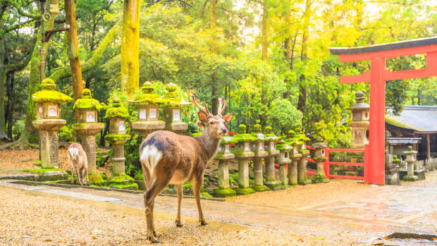 A deer stands in front of a torii gate in Nara Park