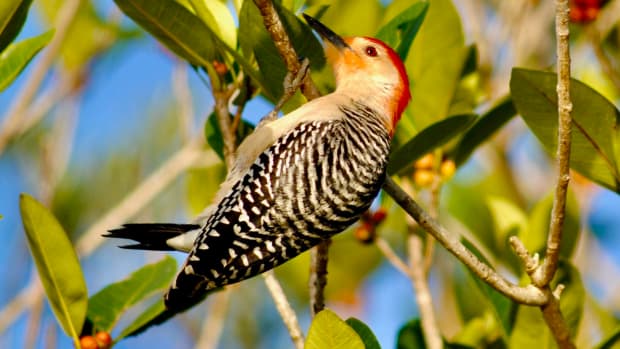 woodpecker-species-illinois