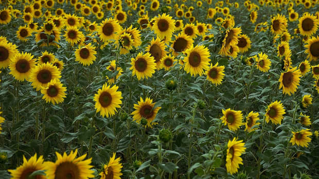 facts-about-sunflowers-description-types-and-uses