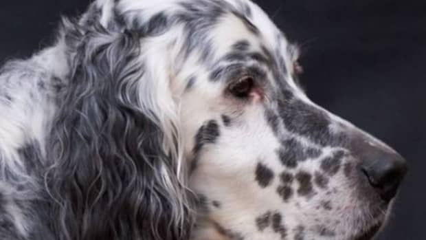 12-facts-about-english-setters