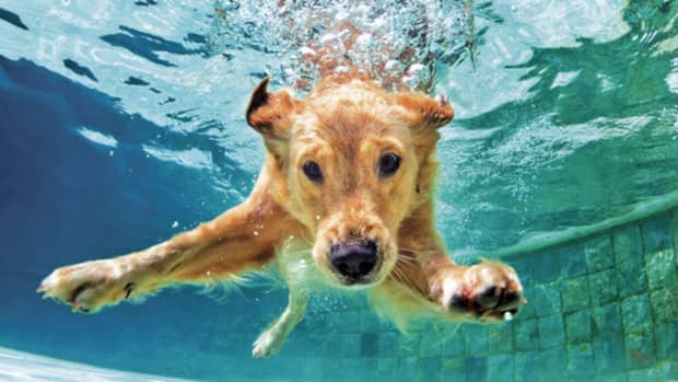 some-dogs-are-incredible-swimmers