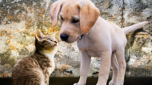 how-to-stop-a-puppy-from-bothering-the-cat