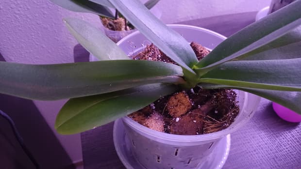 a-quick-guide-to-repotting-a-phalaenopsis-orchid