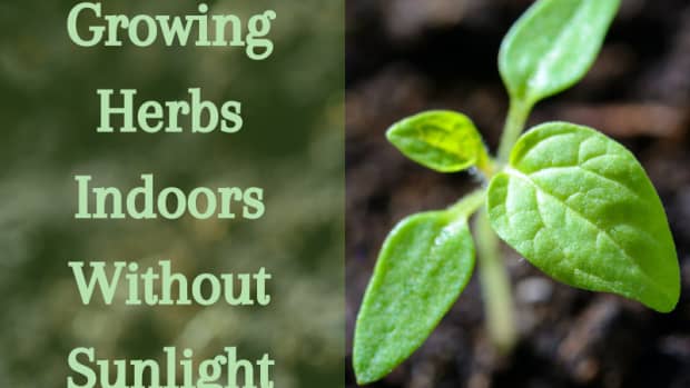 beginners-guide-to-growing-herbs-indoors-without-sunlight