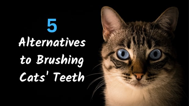 alternatives-to-brushing-cats-teeth