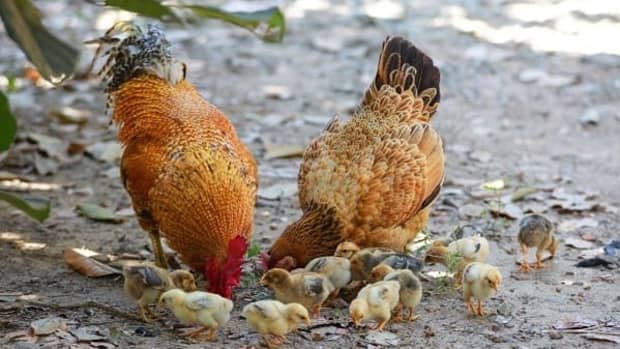 how-to-raise-local-chicken-starting-local-chicken-farming
