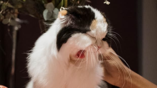 reverse-sneezing-in-cats-causes-and-treatment