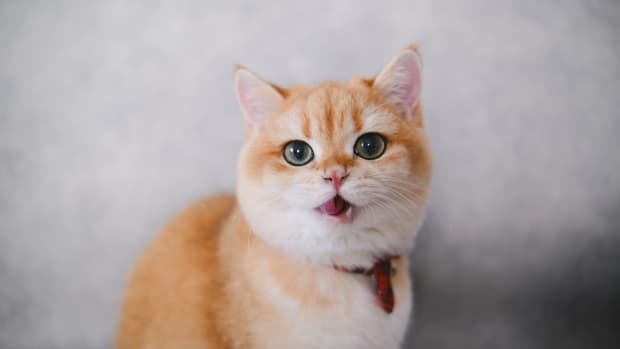 10 Logical Reasons Why Cats Are Cute (With Pictures) - PetHelpful