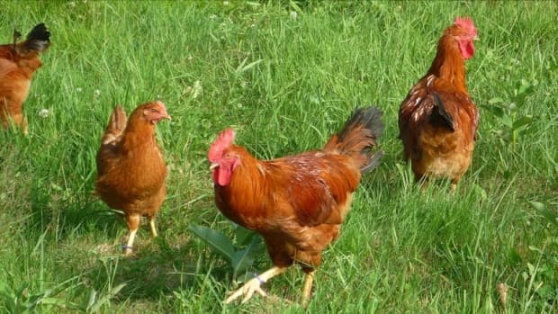 sasso-chicken-farming