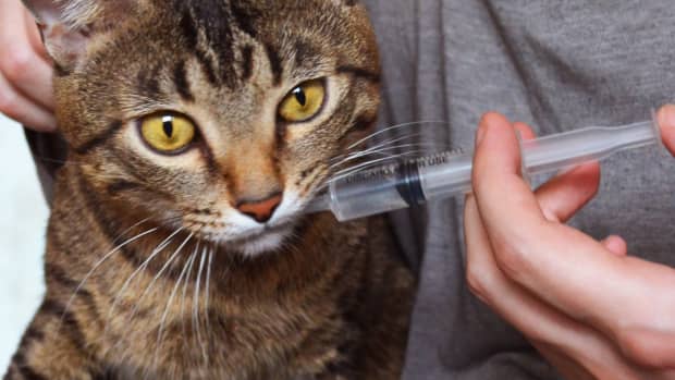 syringe-feeding-a-cat