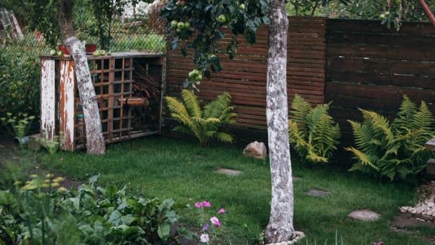 best-trees-to-plant-in-the-backyard