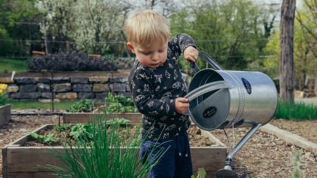 gardening-tips-for-beginner-gardeners