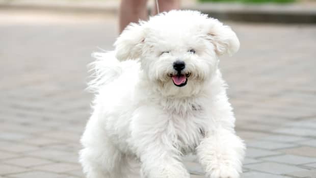 top-5-small-dog-breeds-for-beginners
